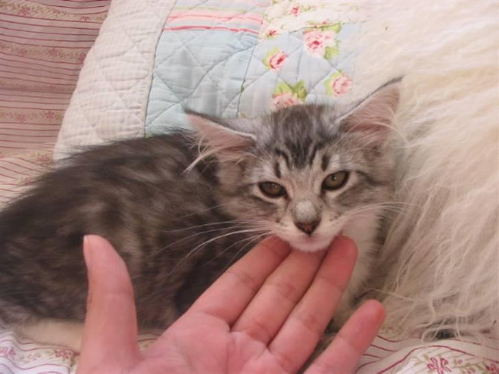 Norsk Skovkat Katja billede 2