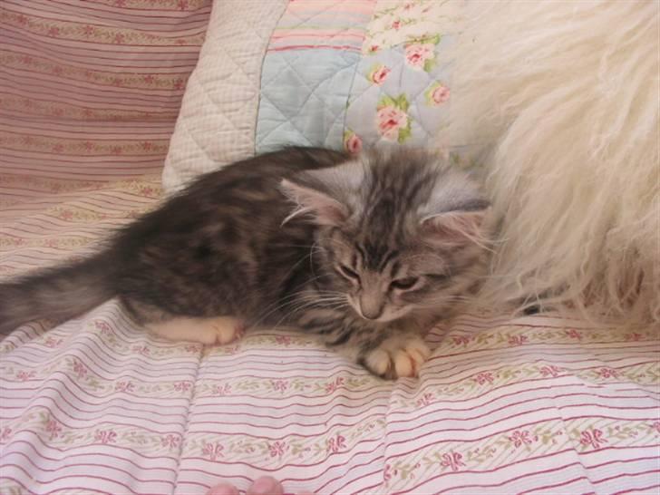 Norsk Skovkat Katja billede 3