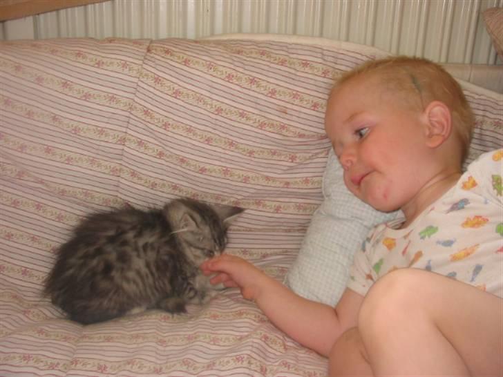 Norsk Skovkat Katja billede 4