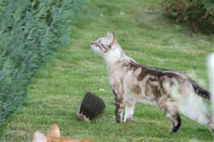 Bengal  Sesse *IP* - Sesse i haven NYT 13/11 billede 11
