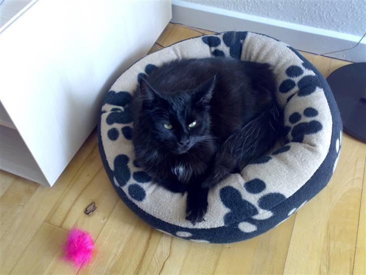 Norsk Skovkat Happy feet aka Lille mis  billede 1