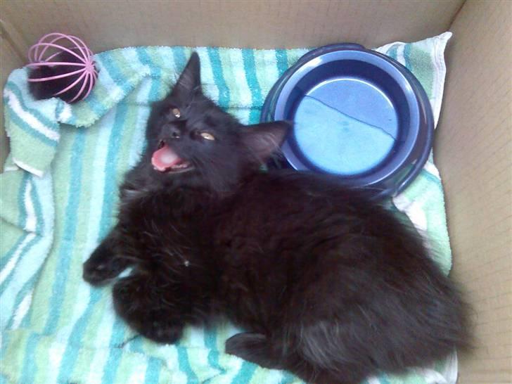 Norsk Skovkat Happy feet aka Lille mis  - turen hjem.. hun var ved at gå til af varme :( billede 2