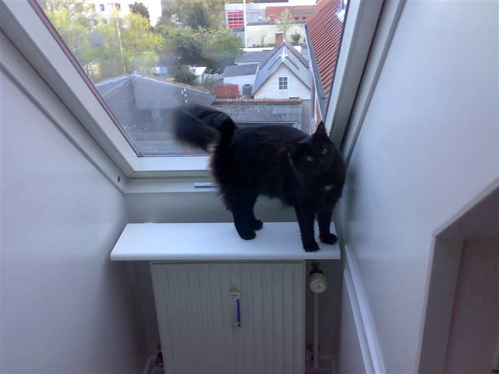 Norsk Skovkat Happy feet aka Lille mis  billede 3