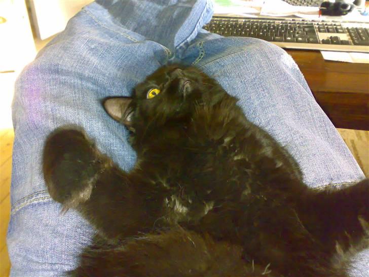 Norsk Skovkat Happy feet aka Lille mis  billede 4