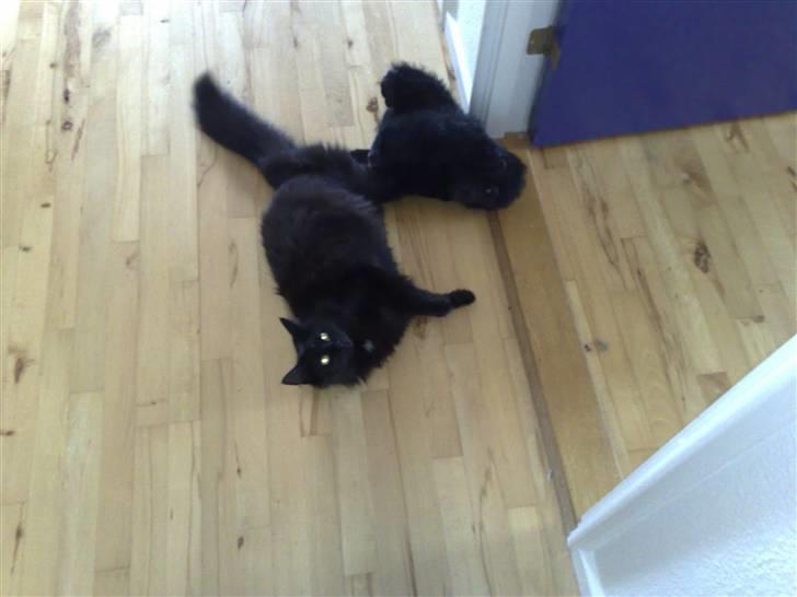 Norsk Skovkat Happy feet aka Lille mis  billede 5