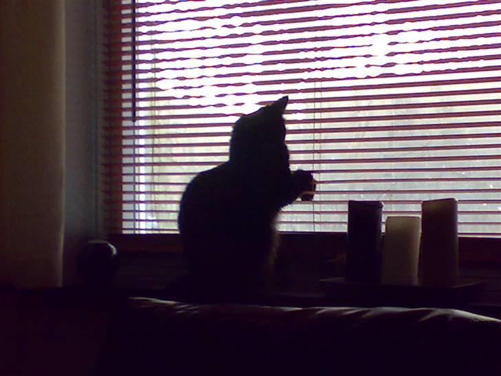 Norsk Skovkat Happy feet aka Lille mis  billede 6