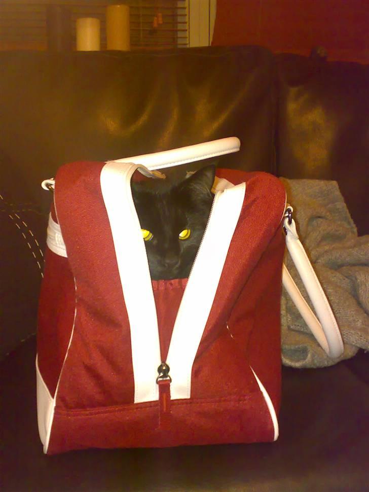 Norsk Skovkat Happy feet aka Lille mis  - tja.. :) billede 7