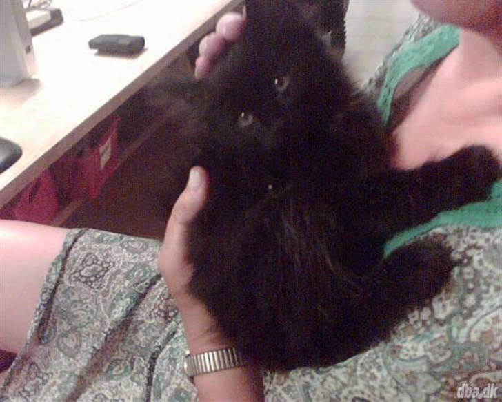 Norsk Skovkat Happy feet aka Lille mis  - første billede af Happy.. billede 8