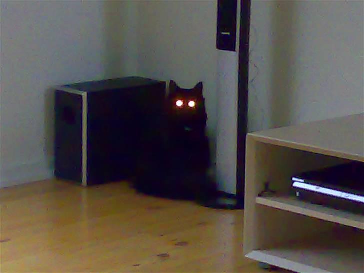 Norsk Skovkat Happy feet aka Lille mis  - billede taler vist for sig selv.. :) billede 9