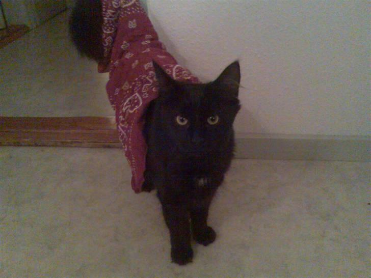 Norsk Skovkat Happy feet aka Lille mis  - her fjoller vi bare lidt.. :) billede 10