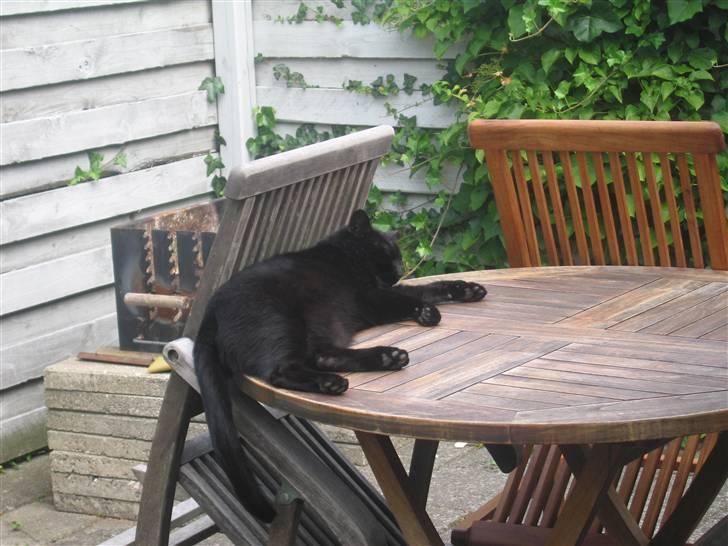 Huskat Frede (Fede) <'3 - .:uuf.. Her er godt at ligge.. uhm..:. "slemme kat!2 man må ikke sove på bordene! :) billede 11