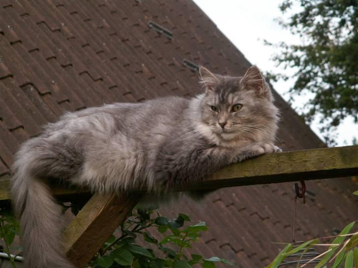 Maine Coon Simba billede 2