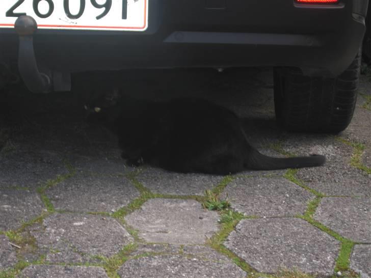 Huskat Frede (Fede) <'3 - Mekaniker! Eller ikke.. Han har vidst bare en vane med at ligge sig under billerne! billede 12
