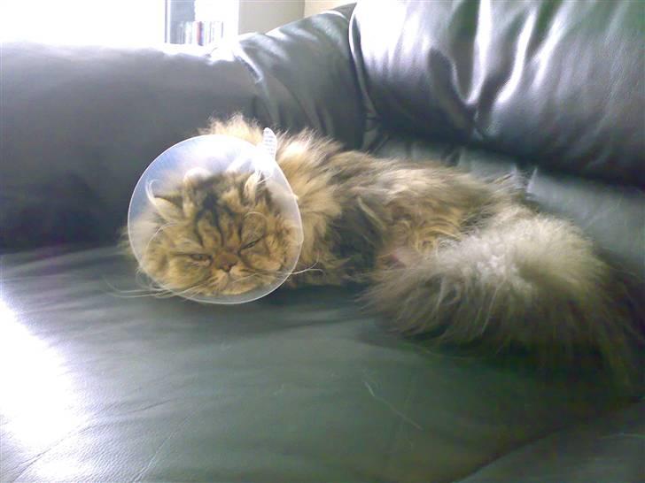 Perser Medea *Chatil de Rex's* - Gå så væk med det kamera! Det er den værste dag i mit liv.. (Medea efter neutraliseringen) billede 7