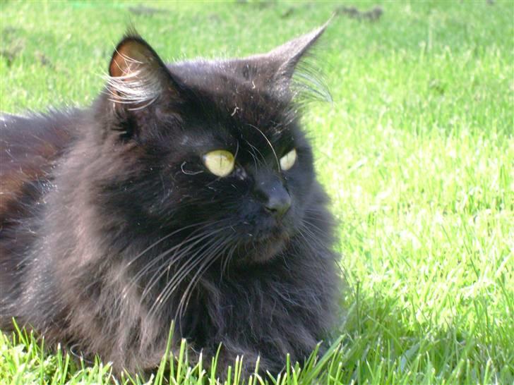 Maine Coon Mia R.I.P billede 1