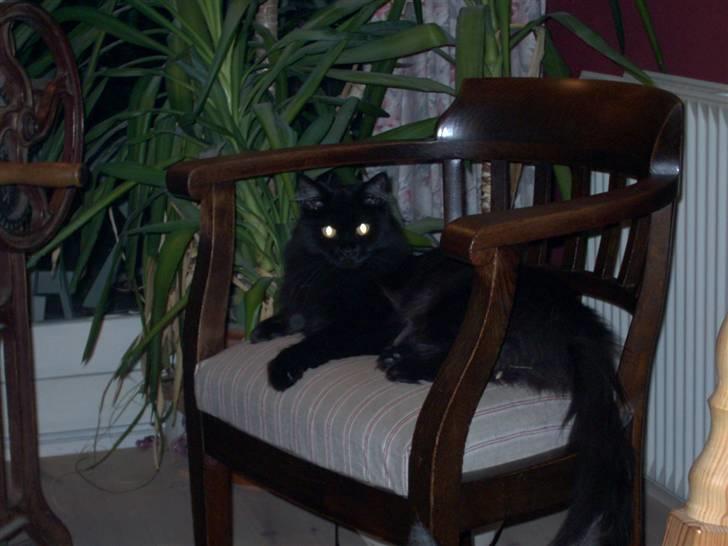 Maine Coon Mia R.I.P billede 2