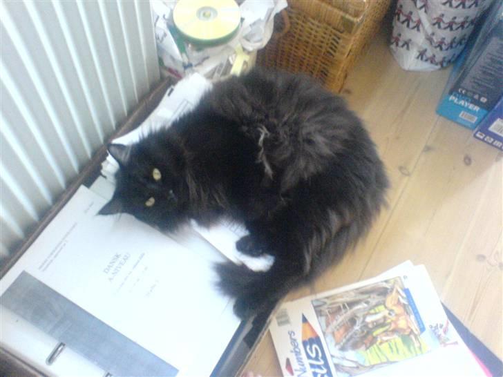 Maine Coon Mia R.I.P billede 3