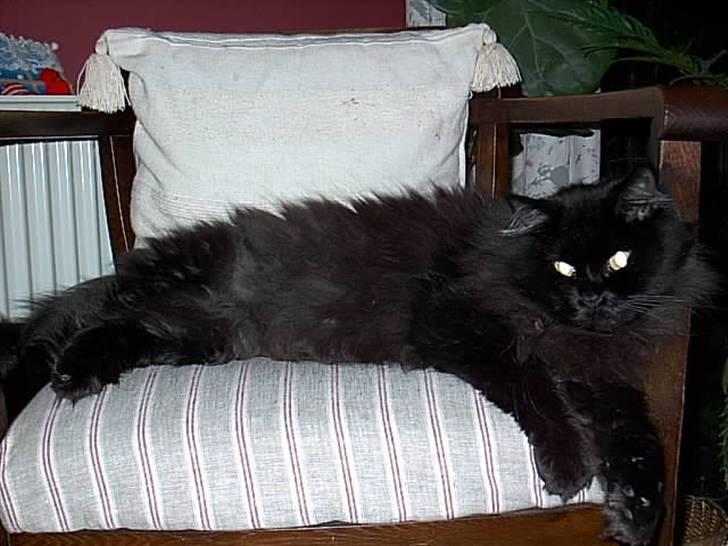 Maine Coon Mia R.I.P billede 4