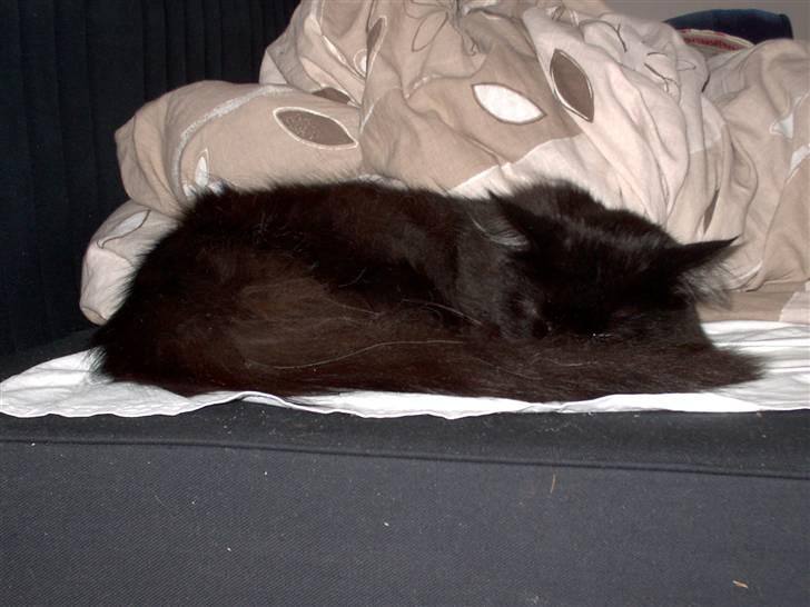 Maine Coon Mia R.I.P billede 5