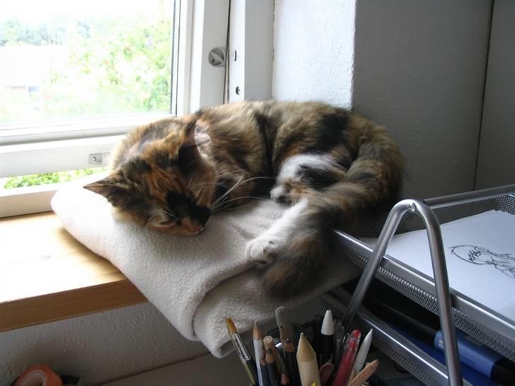 Blanding af racer Chili billede 11