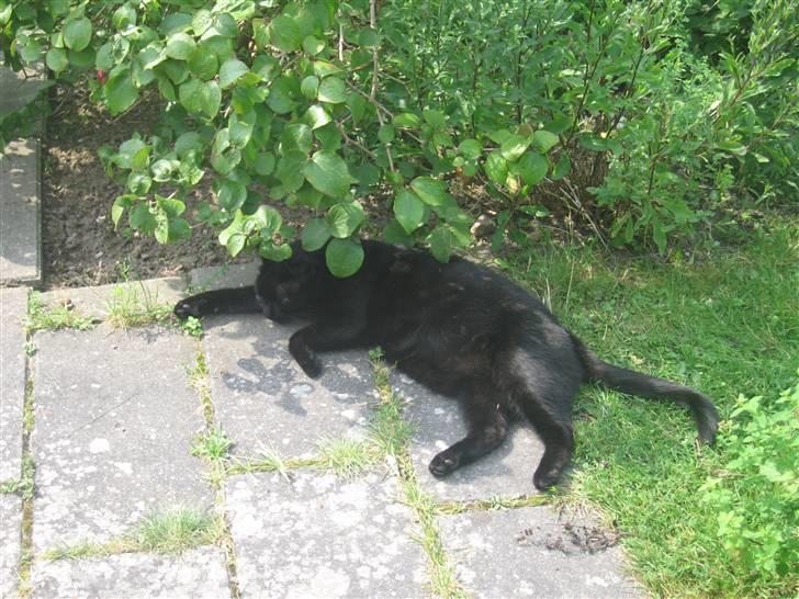 Huskat Frede (Fede) <'3 - .:Orgh skygge.. :. Vigtig ting! billede 15