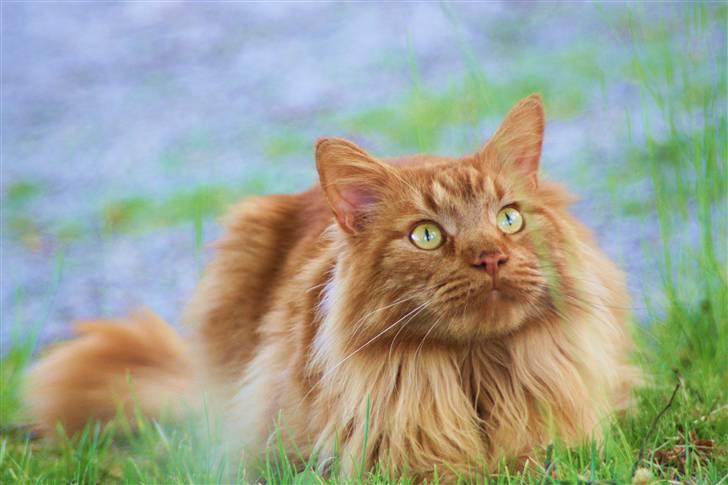 Maine Coon Breidabliks Adonis - Adonis på altanen... billede 5