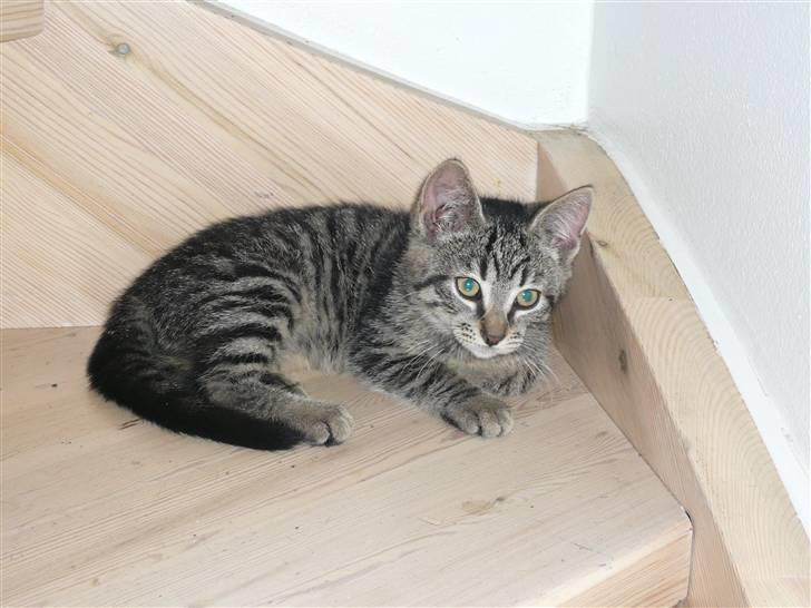 Huskat Mille af Møllehøj billede 2