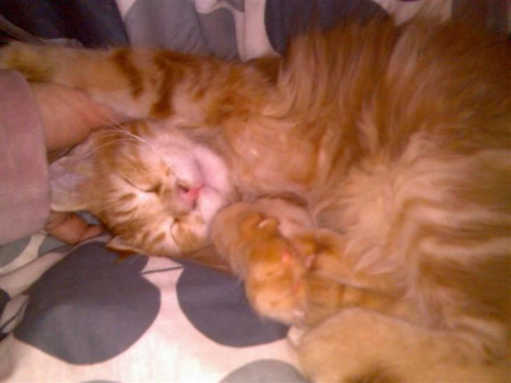 Maine Coon Oskar  billede 14