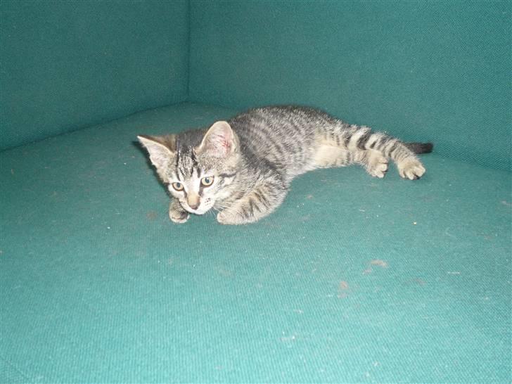 Huskat Mille af Møllehøj billede 3