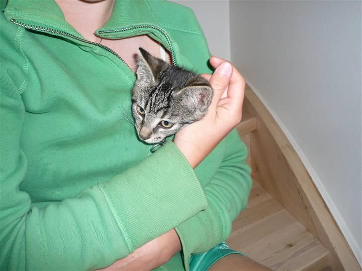 Huskat Mille af Møllehøj billede 4