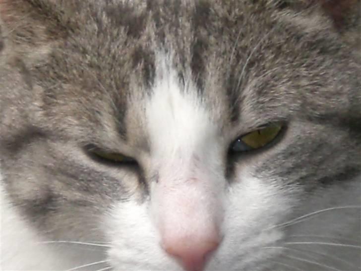 Huskat Nusser - Skørt billede. billede 6