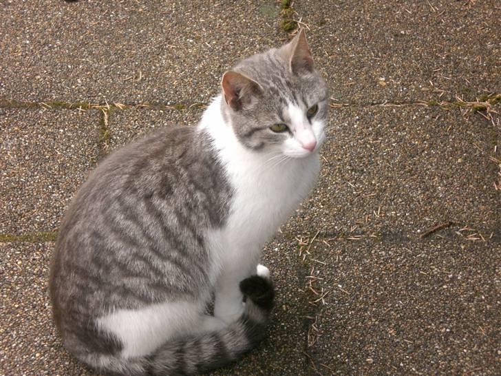 Huskat Nusser - Løven xD billede 7