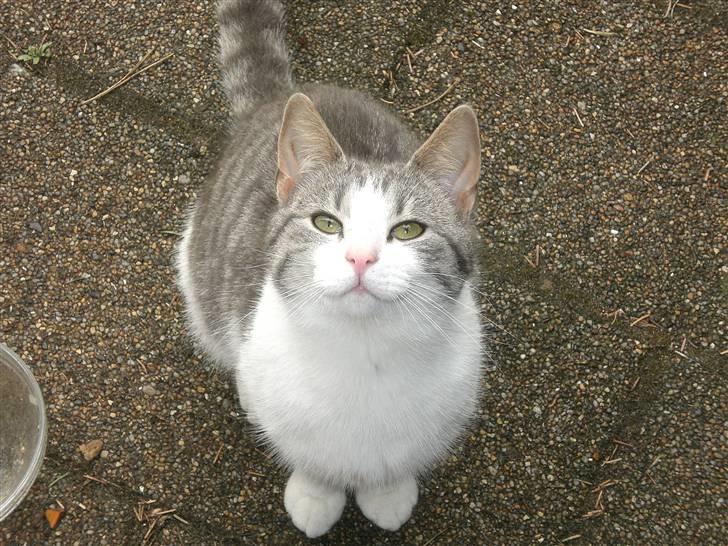 Huskat Nusser - Er det mad du har der?? billede 8