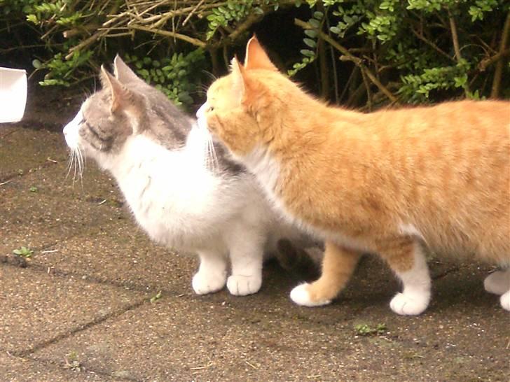 Huskat Nusser - Hørte du også det Konrad? billede 9