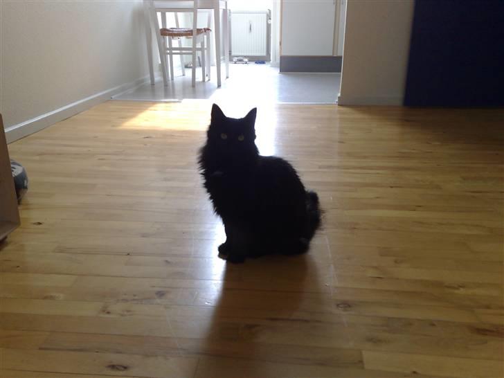 Norsk Skovkat Happy feet aka Lille mis  billede 11