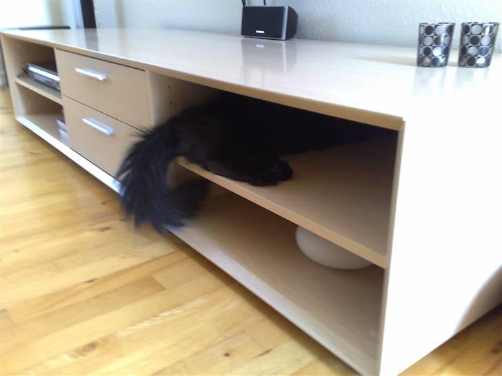 Norsk Skovkat Happy feet aka Lille mis  billede 12