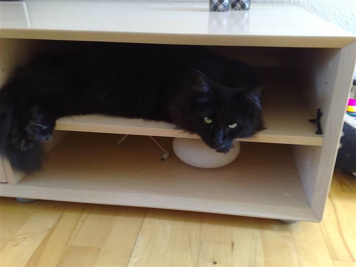 Norsk Skovkat Happy feet aka Lille mis  billede 13