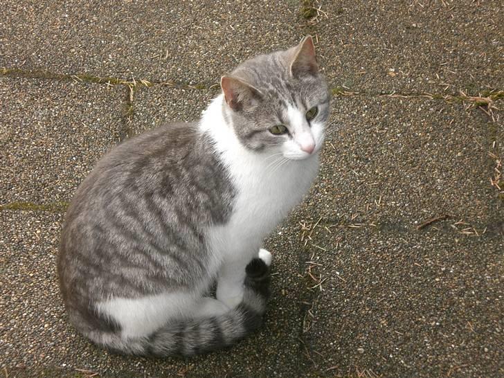 Huskat Nusser billede 10