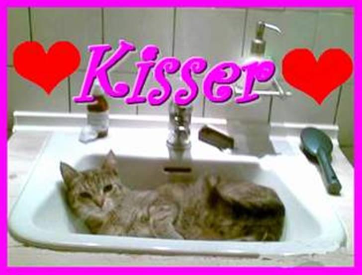 Huskat Kisser - jeg ved godt det er det samme billede som nr 13 men dette er også sødt...ik billede 14