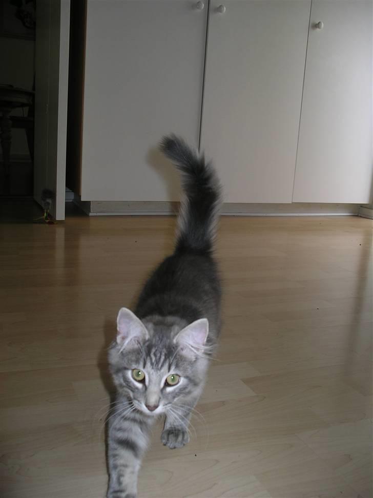 Norsk Skovkat Silver billede 11