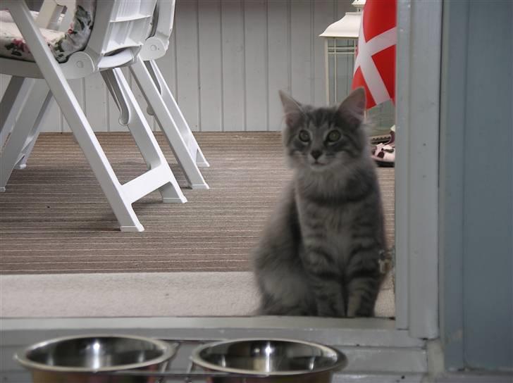 Norsk Skovkat Silver billede 12