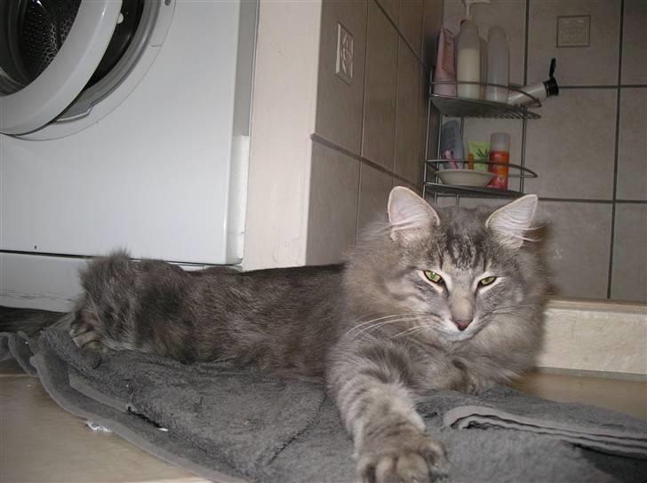 Norsk Skovkat Silver - Om 1 uge bliver jeg 7 mdr. billede 13