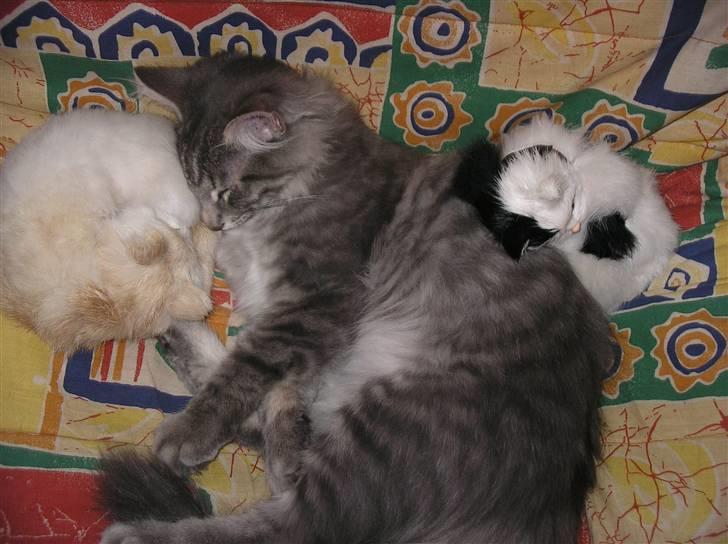 Norsk Skovkat Silver billede 14