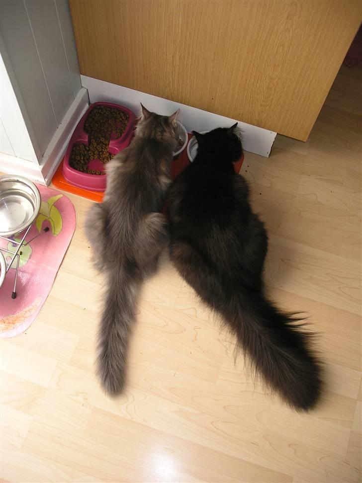 Norsk Skovkat Silver billede 15