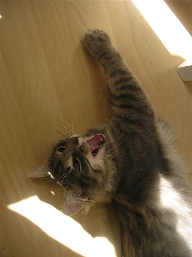 Norsk Skovkat Silver billede 16