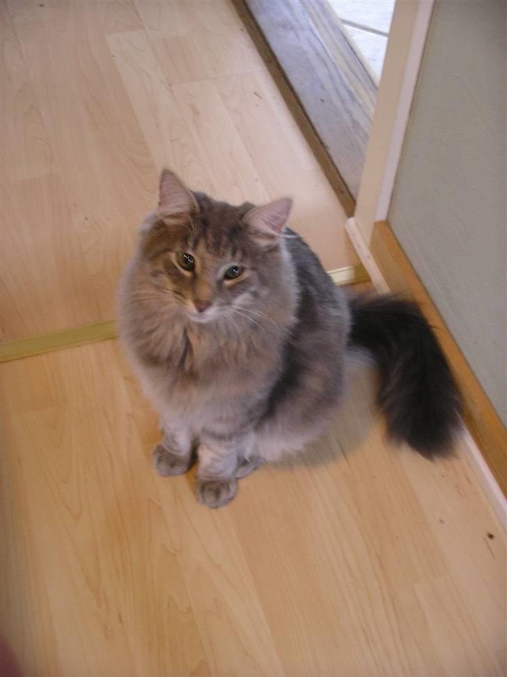 Norsk Skovkat Silver - Her er jeg knap 7 mdr. billede 17