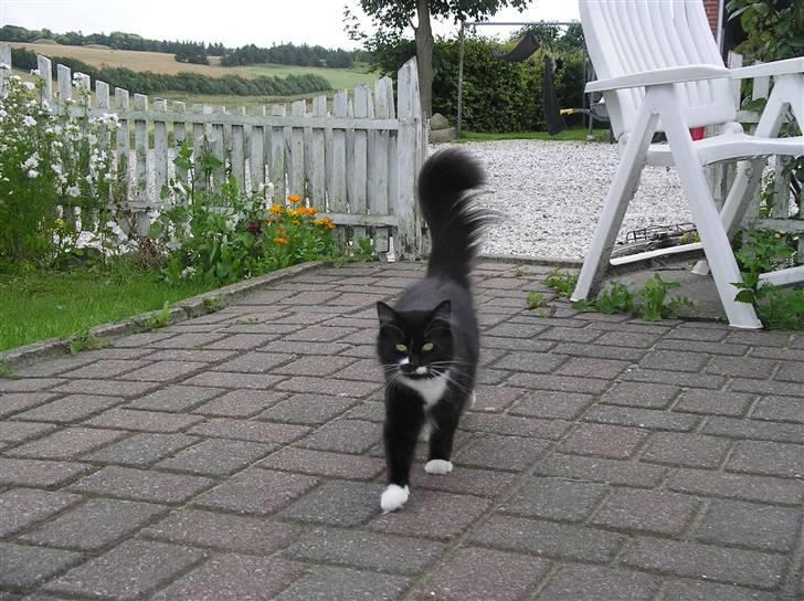 Blanding af racer Soffi billede 8