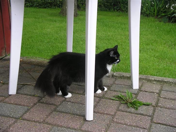 Blanding af racer Soffi - 19./7. 2007, jeg er 10 mdr nu! billede 9