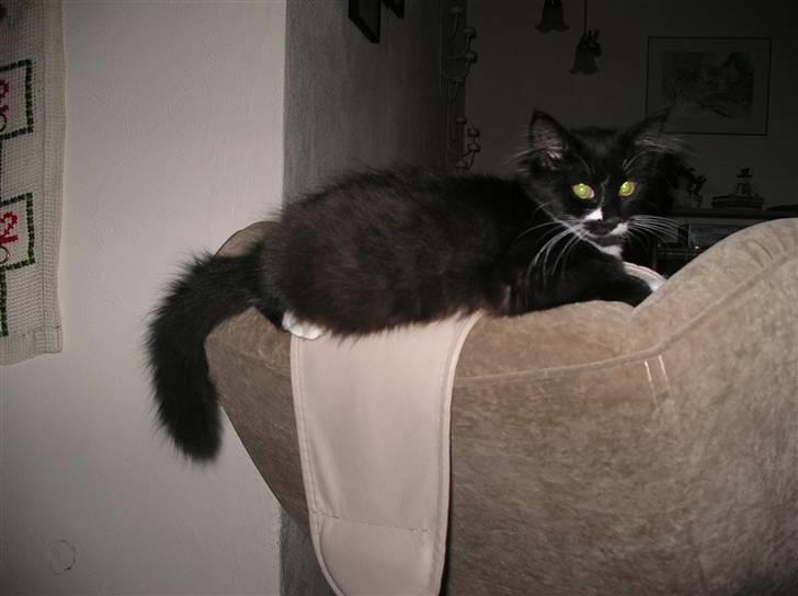 Blanding af racer Soffi - Sådan så Soffi ud den dag hun flyttede ind. billede 11