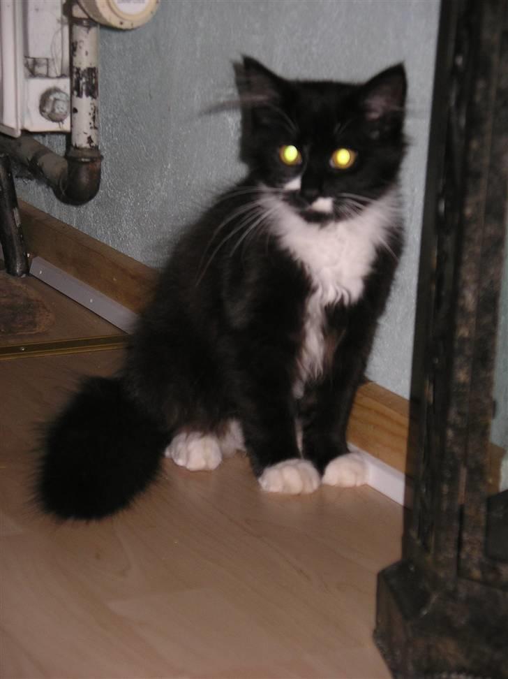 Blanding af racer Soffi - Første dag i mit nye hjem, lidt skræmt. 7. Januar 2007, 14 uger gammel. billede 12